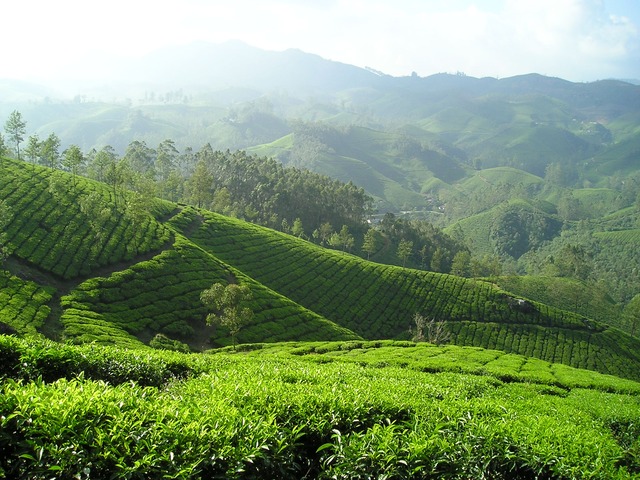 indické čajové plantáže