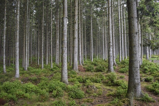 smrkový les